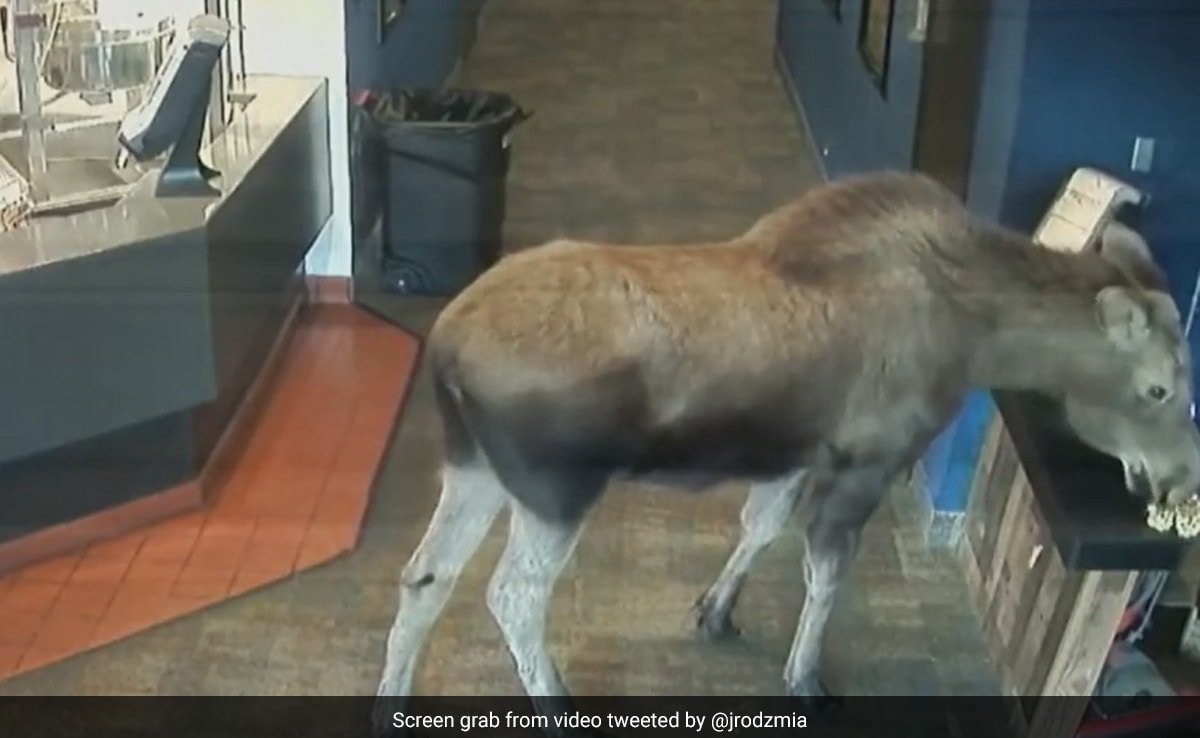 Video: Moose Walks Into A Movie Theatre In US, Snacks On Popcorn