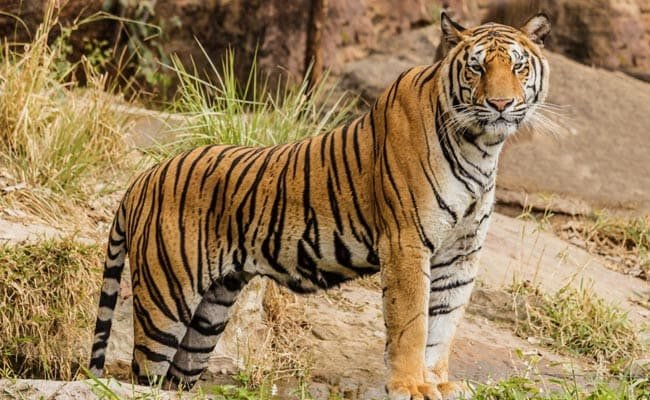 Man Killed In Tiger Attack In Madhya Pradesh Reserve